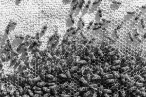 Abstract hexagon structure is honeycomb from bee hive filled photo