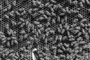 Abstract hexagon structure is honeycomb from bee hive filled photo