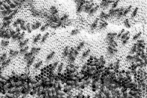 Abstract hexagon structure is honeycomb from bee hive filled photo