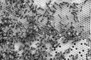 Abstract hexagon structure is honeycomb from bee hive filled photo