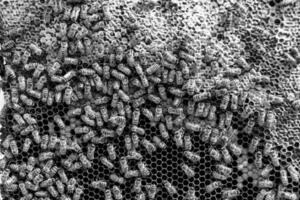 Abstract hexagon structure is honeycomb from bee hive filled photo