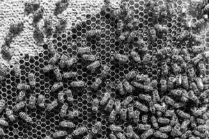 Abstract hexagon structure is honeycomb from bee hive filled photo