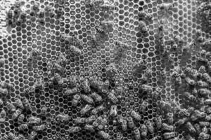 Abstract hexagon structure is honeycomb from bee hive filled photo