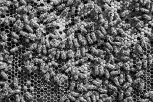 Abstract hexagon structure is honeycomb from bee hive filled photo
