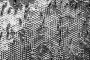 Abstract hexagon structure is honeycomb from bee hive filled photo