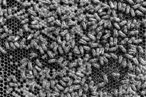 Abstract hexagon structure is honeycomb from bee hive filled photo