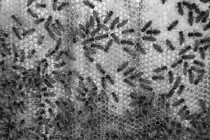 Abstract hexagon structure is honeycomb from bee hive filled photo