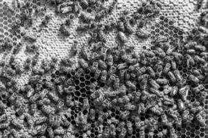 Abstract hexagon structure is honeycomb from bee hive filled photo