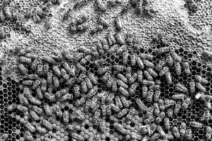 Abstract hexagon structure is honeycomb from bee hive filled photo