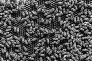 Abstract hexagon structure is honeycomb from bee hive filled photo