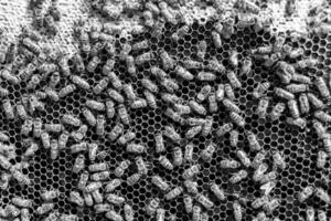 Abstract hexagon structure is honeycomb from bee hive filled photo