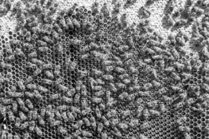 Abstract hexagon structure is honeycomb from bee hive filled photo