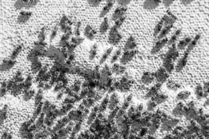 Abstract hexagon structure is honeycomb from bee hive filled photo