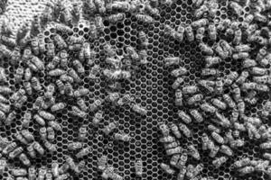 Abstract hexagon structure is honeycomb from bee hive filled photo