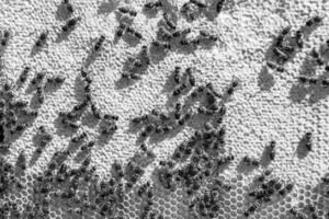 Abstract hexagon structure is honeycomb from bee hive filled photo