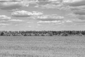 Beautiful horizon scenery in village meadow on color natural background photo
