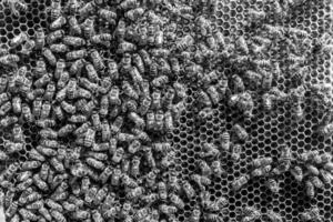 Abstract hexagon structure is honeycomb from bee hive filled photo