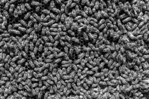Abstract hexagon structure is honeycomb from bee hive filled photo