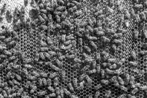 Abstract hexagon structure is honeycomb from bee hive filled photo