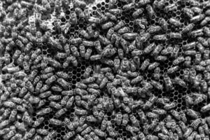 Abstract hexagon structure is honeycomb from bee hive filled photo