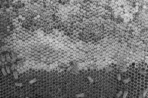 Abstract hexagon structure is honeycomb from bee hive filled photo