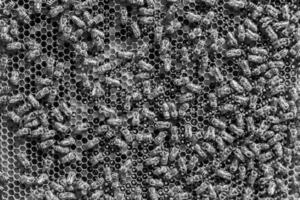 Abstract hexagon structure is honeycomb from bee hive filled photo