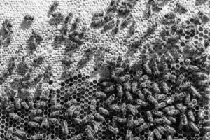 Abstract hexagon structure is honeycomb from bee hive filled photo