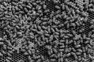 Abstract hexagon structure is honeycomb from bee hive filled photo
