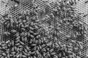 Abstract hexagon structure is honeycomb from bee hive filled photo
