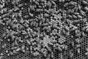 Abstract hexagon structure is honeycomb from bee hive filled photo