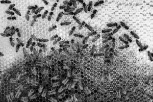 Abstract hexagon structure is honeycomb from bee hive filled photo