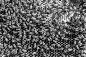 Abstract hexagon structure is honeycomb from bee hive filled photo