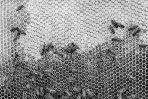 Abstract hexagon structure is honeycomb from bee hive filled photo