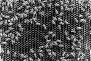Abstract hexagon structure is honeycomb from bee hive filled photo