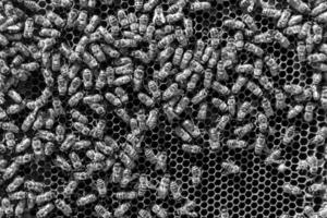 Abstract hexagon structure is honeycomb from bee hive filled photo