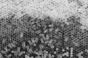 Abstract hexagon structure is honeycomb from bee hive filled photo