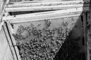Abstract hexagon structure is honeycomb from bee hive filled photo