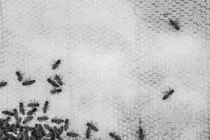 Abstract hexagon structure is honeycomb from bee hive filled photo