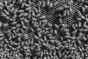 Abstract hexagon structure is honeycomb from bee hive filled photo