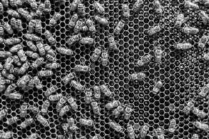 Abstract hexagon structure is honeycomb from bee hive filled photo
