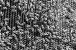 Abstract hexagon structure is honeycomb from bee hive filled photo