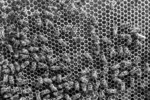 Abstract hexagon structure is honeycomb from bee hive filled photo