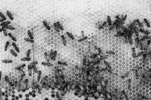 Abstract hexagon structure is honeycomb from bee hive filled photo