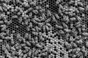 Abstract hexagon structure is honeycomb from bee hive filled photo
