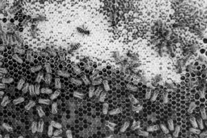 Abstract hexagon structure is honeycomb from bee hive filled photo