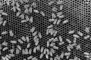 Abstract hexagon structure is honeycomb from bee hive filled photo