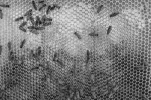 Abstract hexagon structure is honeycomb from bee hive filled photo