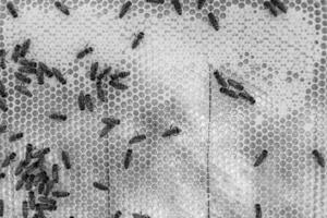 Abstract hexagon structure is honeycomb from bee hive filled photo