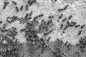 Abstract hexagon structure is honeycomb from bee hive filled photo