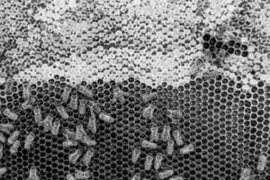 Abstract hexagon structure is honeycomb from bee hive filled photo